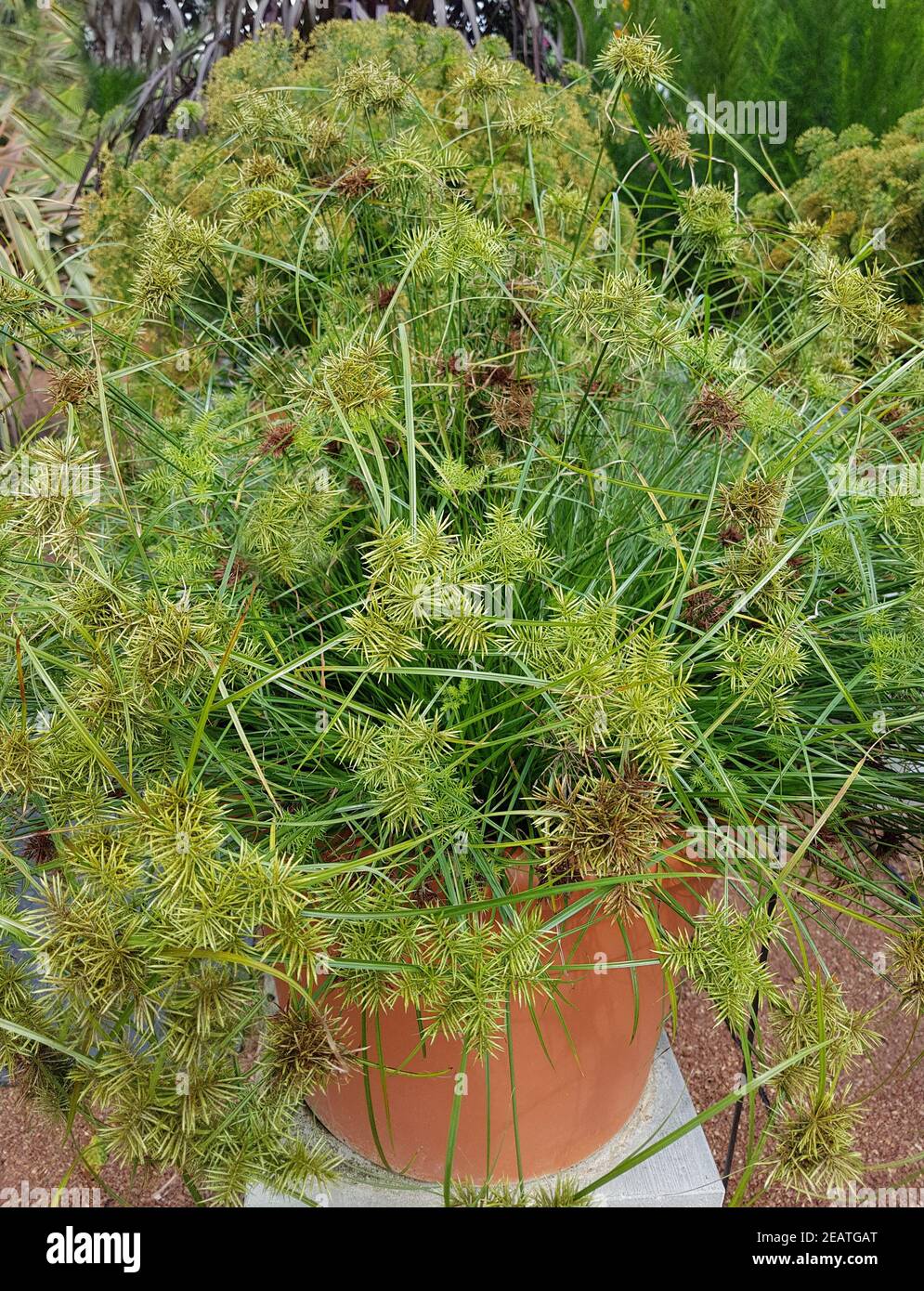 Zypergras, Cyperus-Sorten, Nabucco, Wasserpflanze Stockfoto