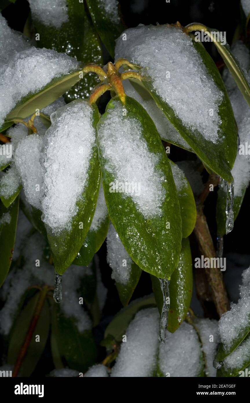 Vereiste Aeste, Rhododendron Stockfoto