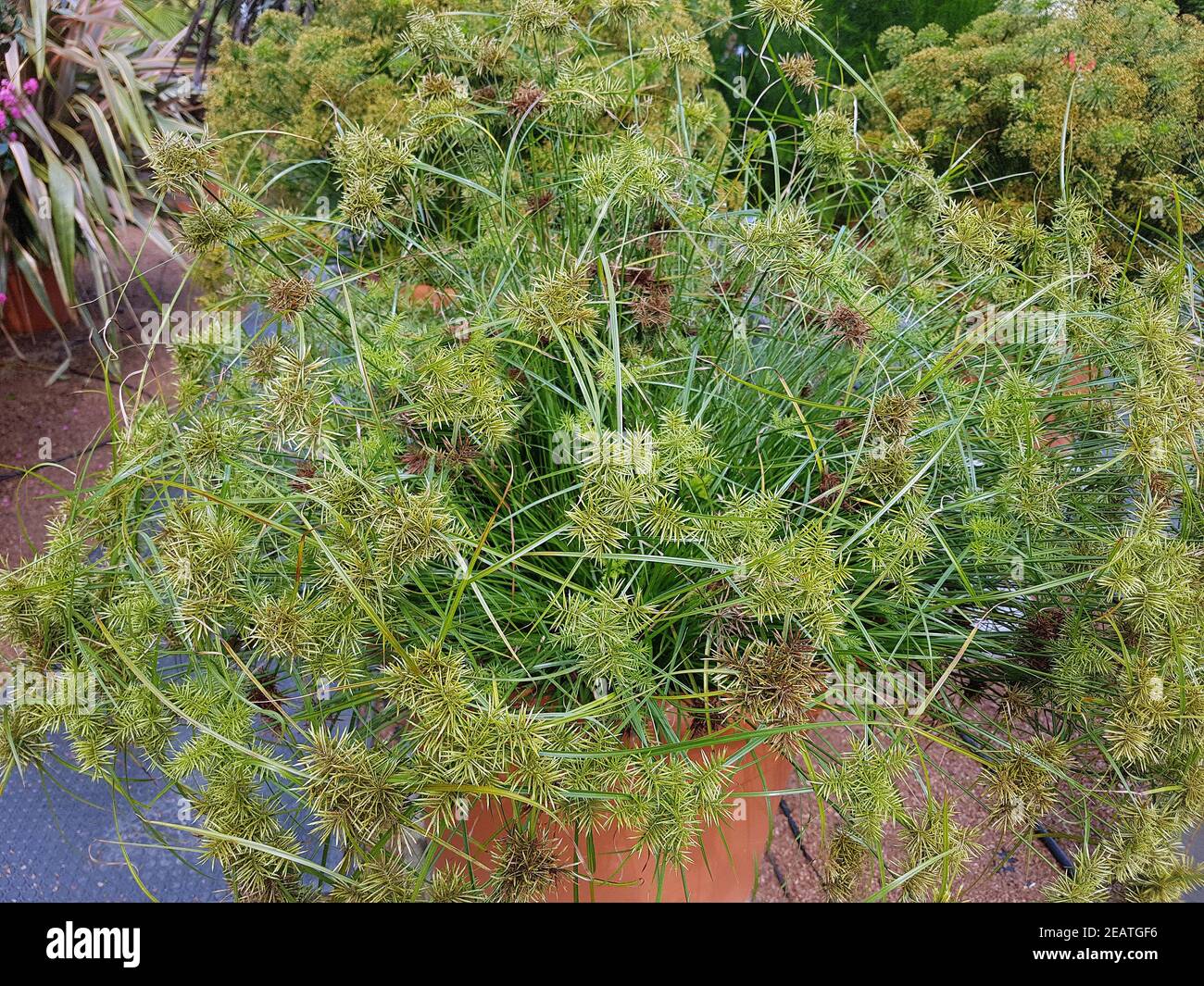 Zypergras, Cyperus-Sorten, Nabucco, Wasserpflanze Stockfoto