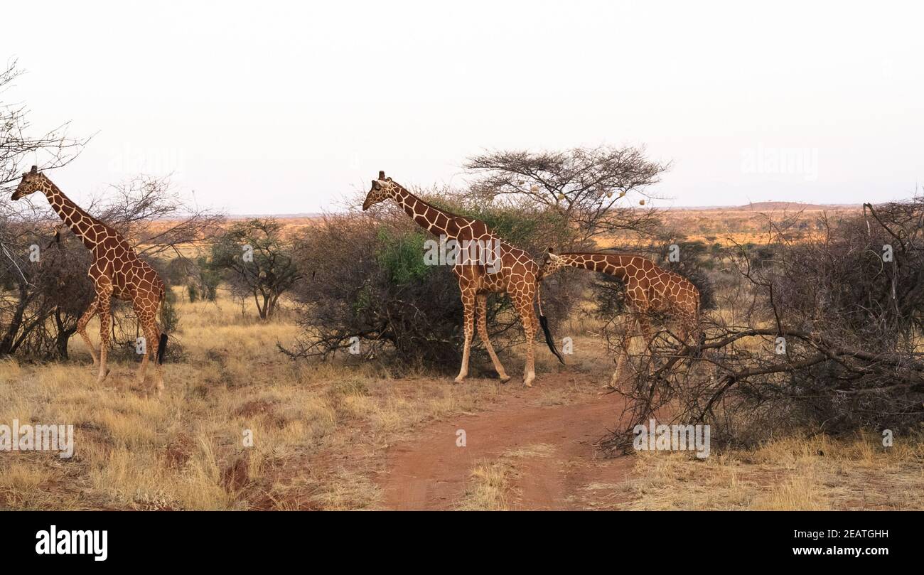 Kleine Herde der netzgiraffen. Samburu, Kenia Stockfoto