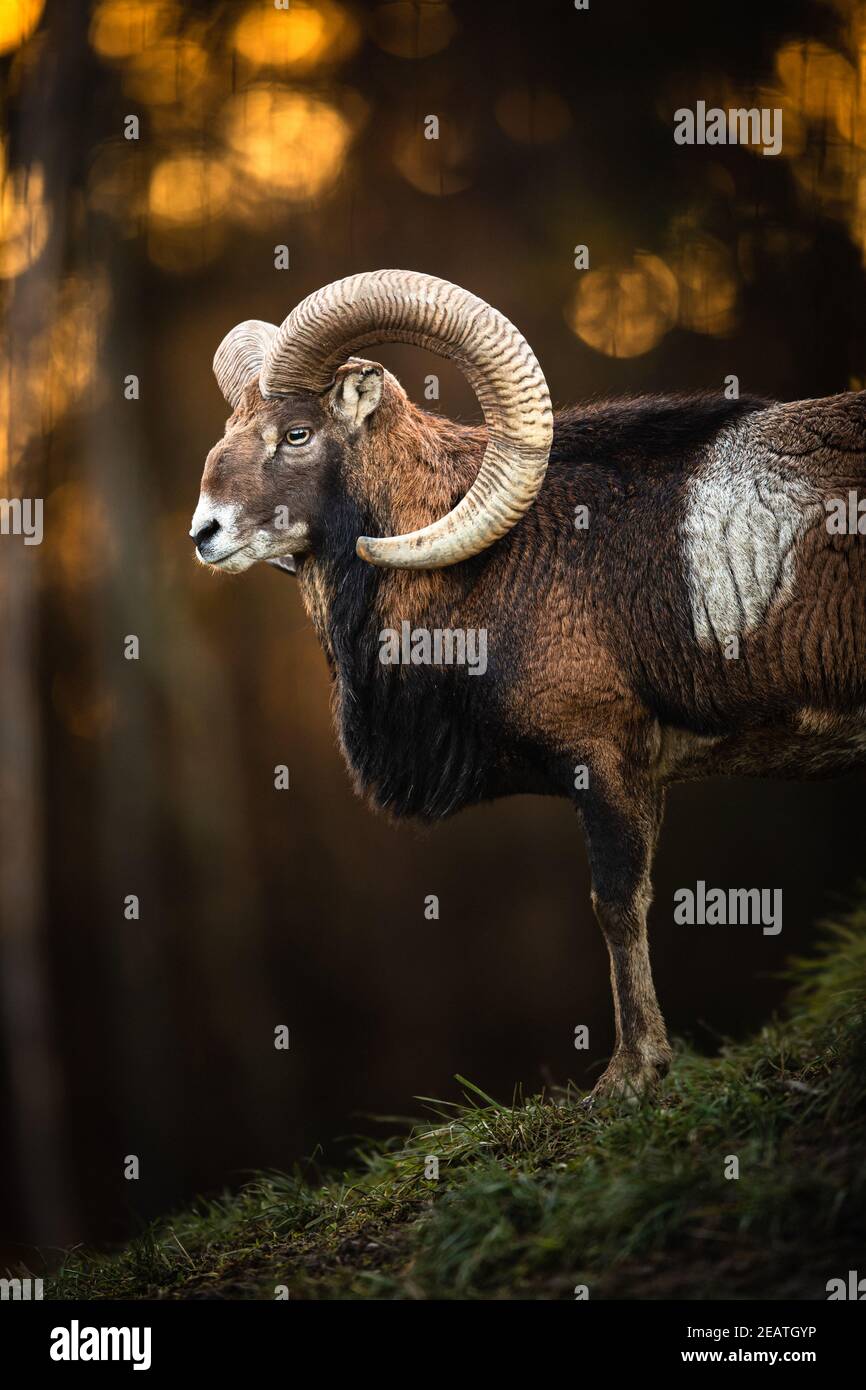 Großer Mufflon Buck, auf Felsen stehend, zuschauen Stockfoto