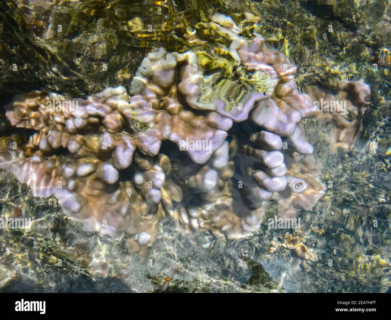 Meereskorallen in der Nähe von Ufer in seichtem Wasser. Osterinsel. Stockfoto