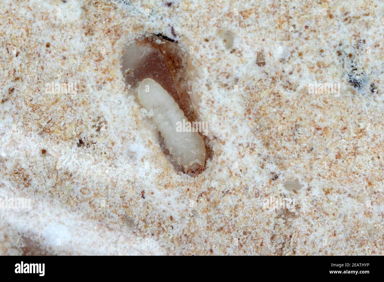 Rhyzopertha dominica allgemein als der kleinere Korn Borer, amerikanischen Weizenweevil, australischen Weizenweevil, und gespeichert Korn Borer in der Puppe Ort. It Stockfoto