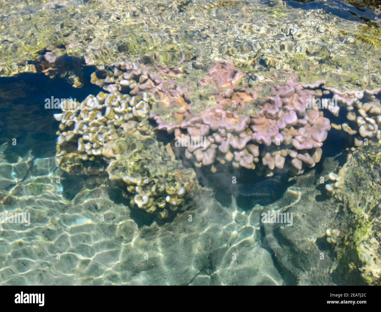 Meereskorallen in der Nähe von Ufer in seichtem Wasser. Osterinsel. Stockfoto