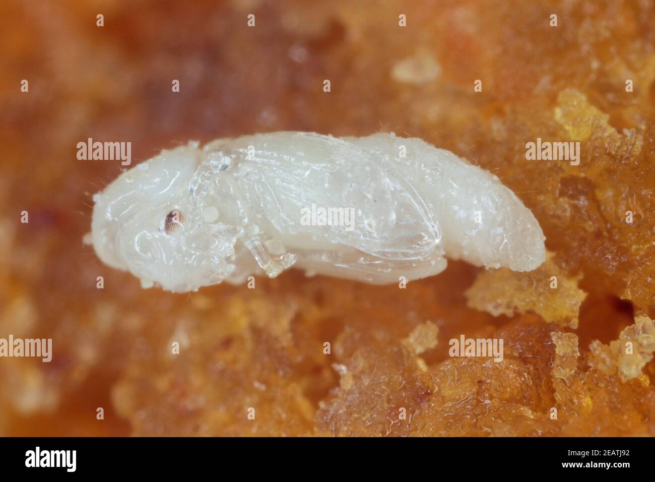 Puppe von Rhyzopertha dominica allgemein als der kleinere Korn Borer, amerikanischen Weizenweevil, australischen Weizenweevil, und gespeicherte Korn Borer. Es ist Schädling von Stockfoto