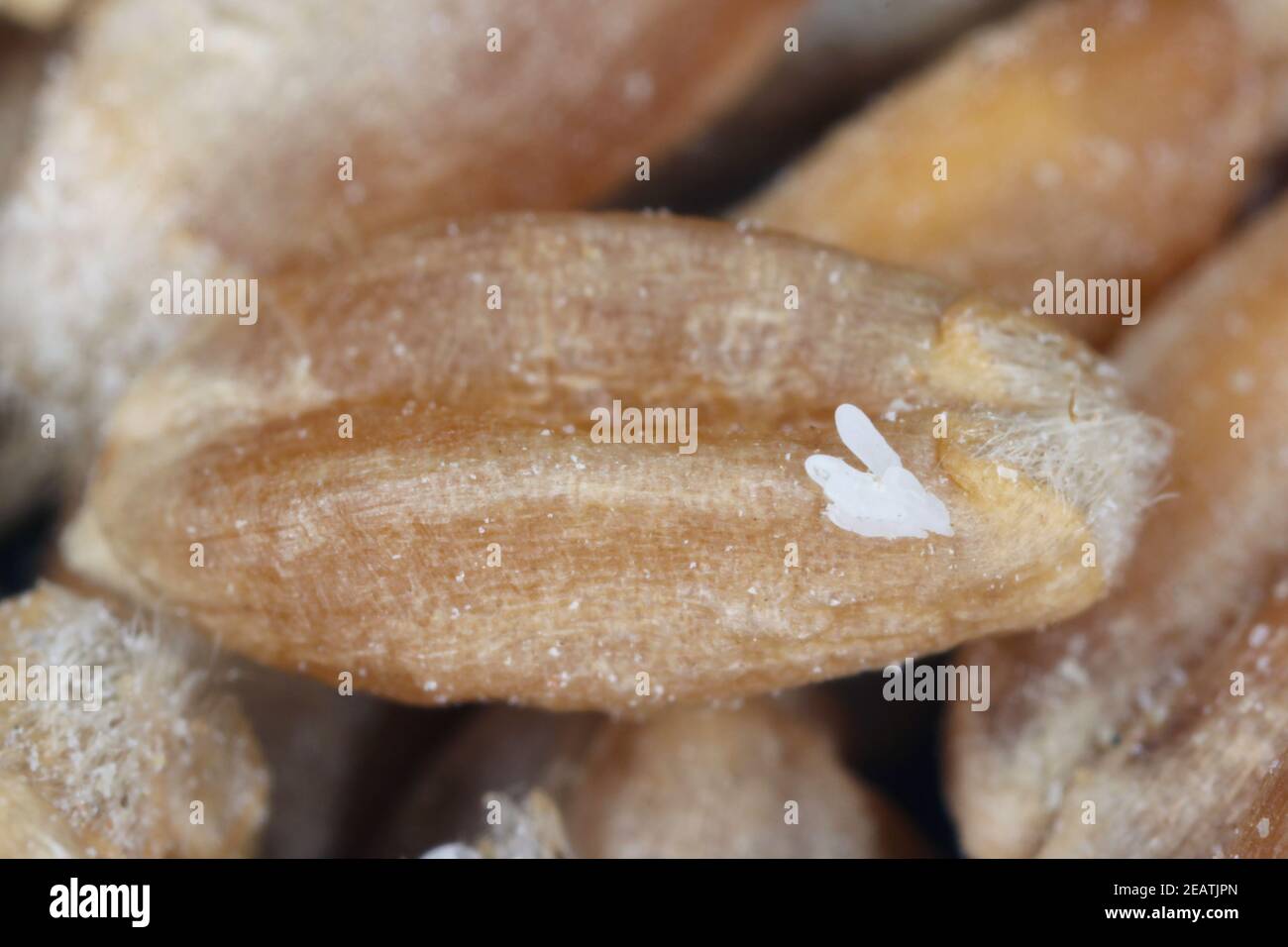 Eier von Rhyzopertha dominica häufig als die kleinere Korn Borer auf Getreide. Es ist Schädling der gelagerten Getreidekörner weltweit Stockfoto