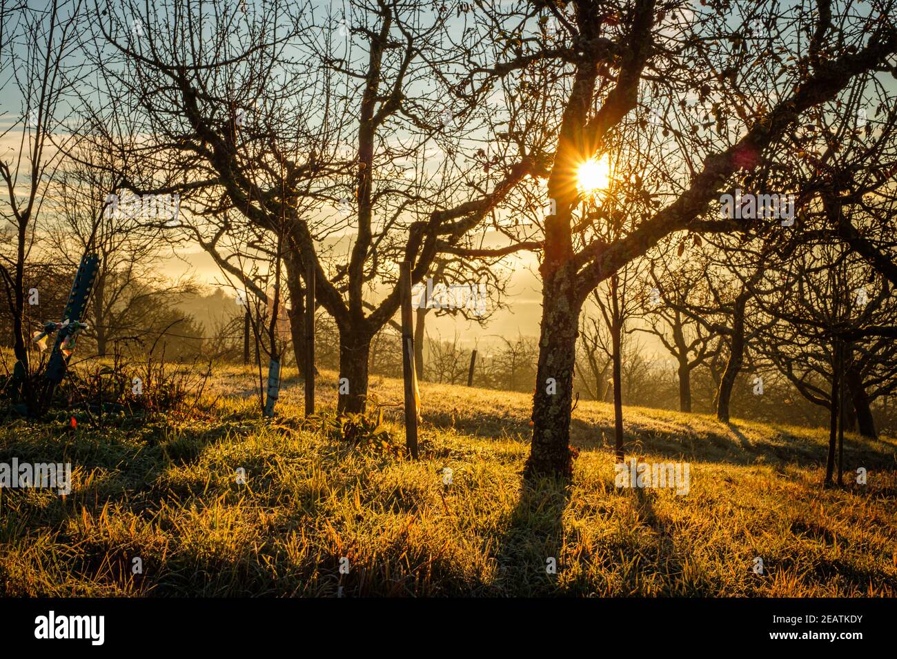 Sonnenstern mit Obstbäumen im Winter hinten beleuchtet Stockfoto