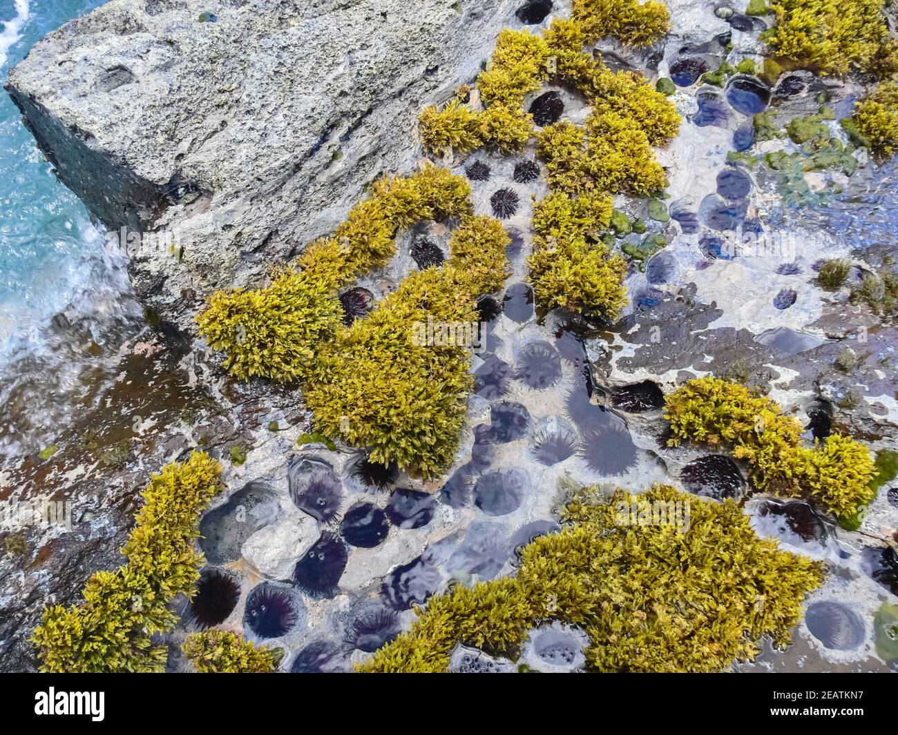 Meerigel auf dem felsigen Ufer, durch das Meer gemacht. Stockfoto