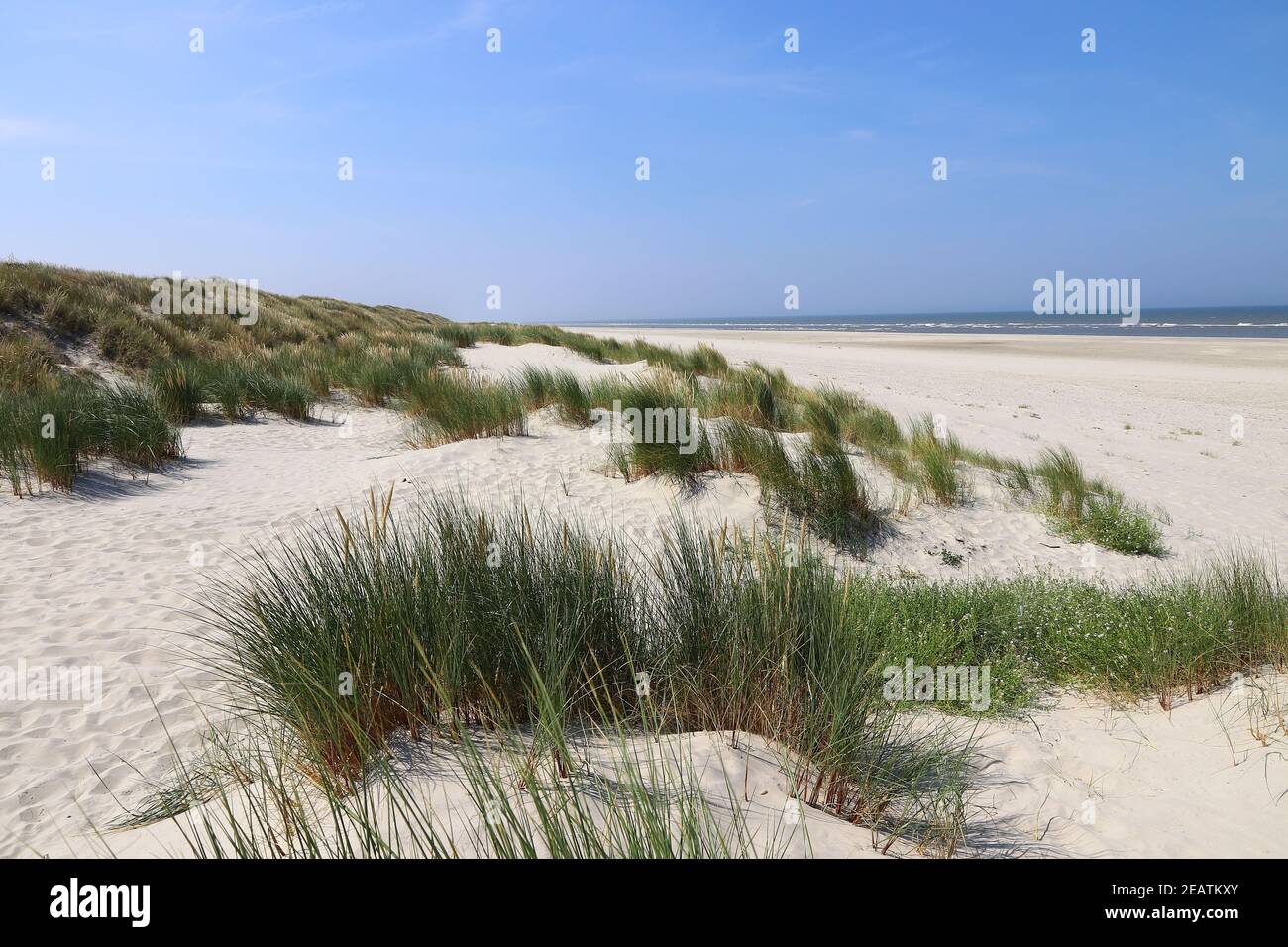 Weißer Sandstrand mit hohen Gräsern an der Küste von Nordseeinsel Langeoog in Deutschland Stockfoto