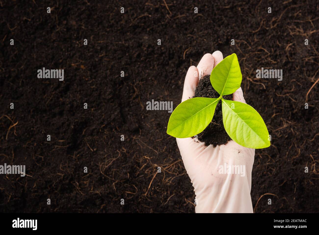 Hand der Forscherin Frau tragen Handschuhe Sämlinge sind ein grün Baum wächst Pflanzen Stockfoto