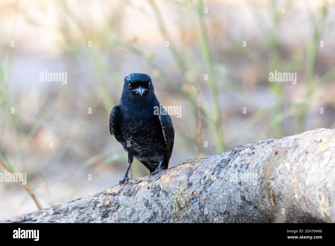 Vogel-Gabelschwanz-Drongo Afrika Namibia Safari Tierwelt Stockfoto