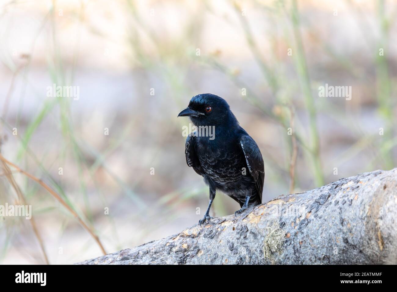 Vogel-Gabelschwanz-Drongo Afrika Namibia Safari Tierwelt Stockfoto