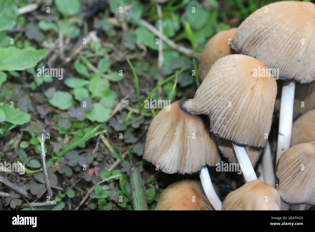 Nahaufnahme schöne Bündel von Pilzen in der Gras Hintergrund Textur. Stockfoto