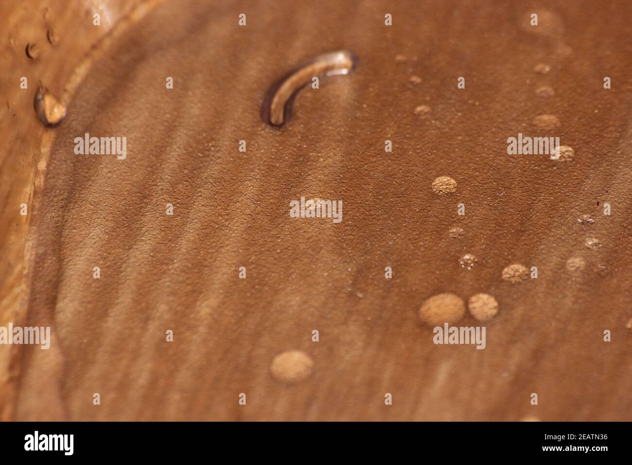 Nahaufnahme selektive Fokusansicht von Wassertropfen auf Holzboden. Stockfoto