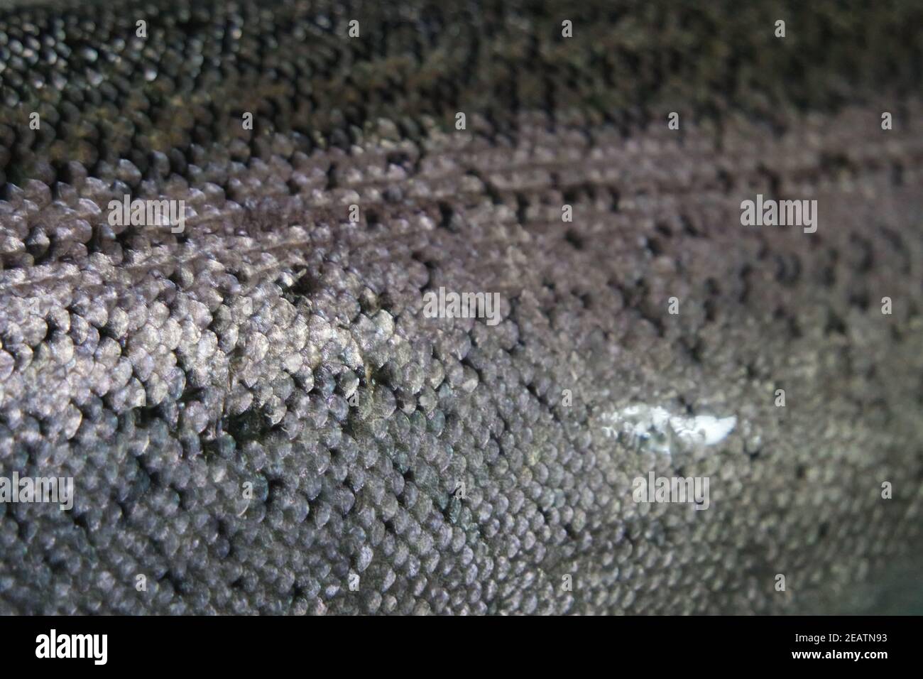 Graue oder graue und silberne Textur von Fischhaut Schuppen Stockfoto