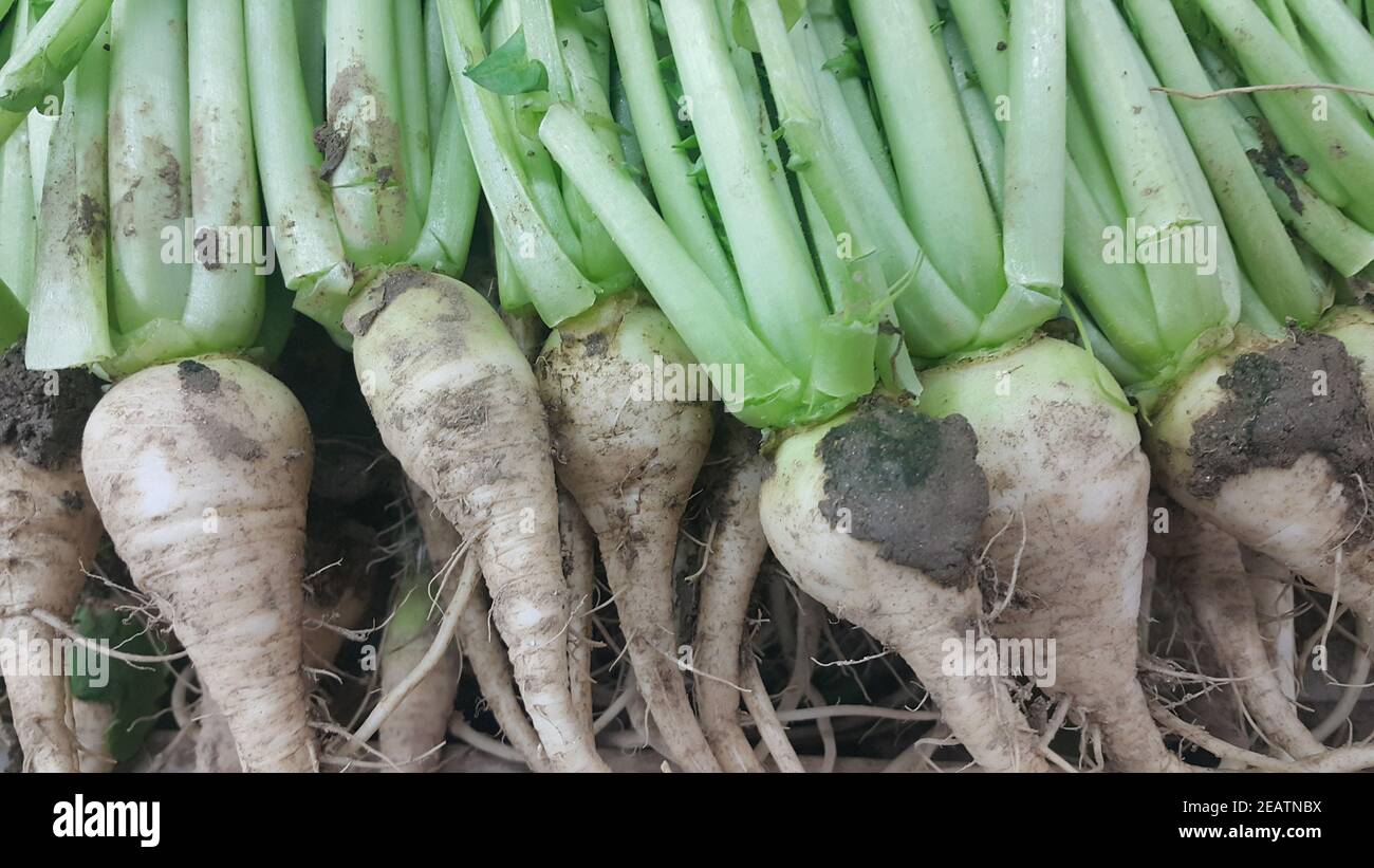 Weiße Rettich Wurzeln mit grünen Blättern in den Markt gebracht Stockfoto