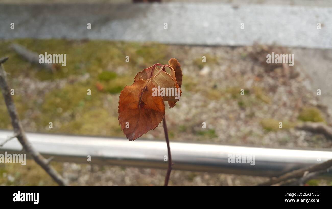 Getrocknetes braunes Blatt auf einem Pflanzenzweig während der Herbstsaison. Stockfoto