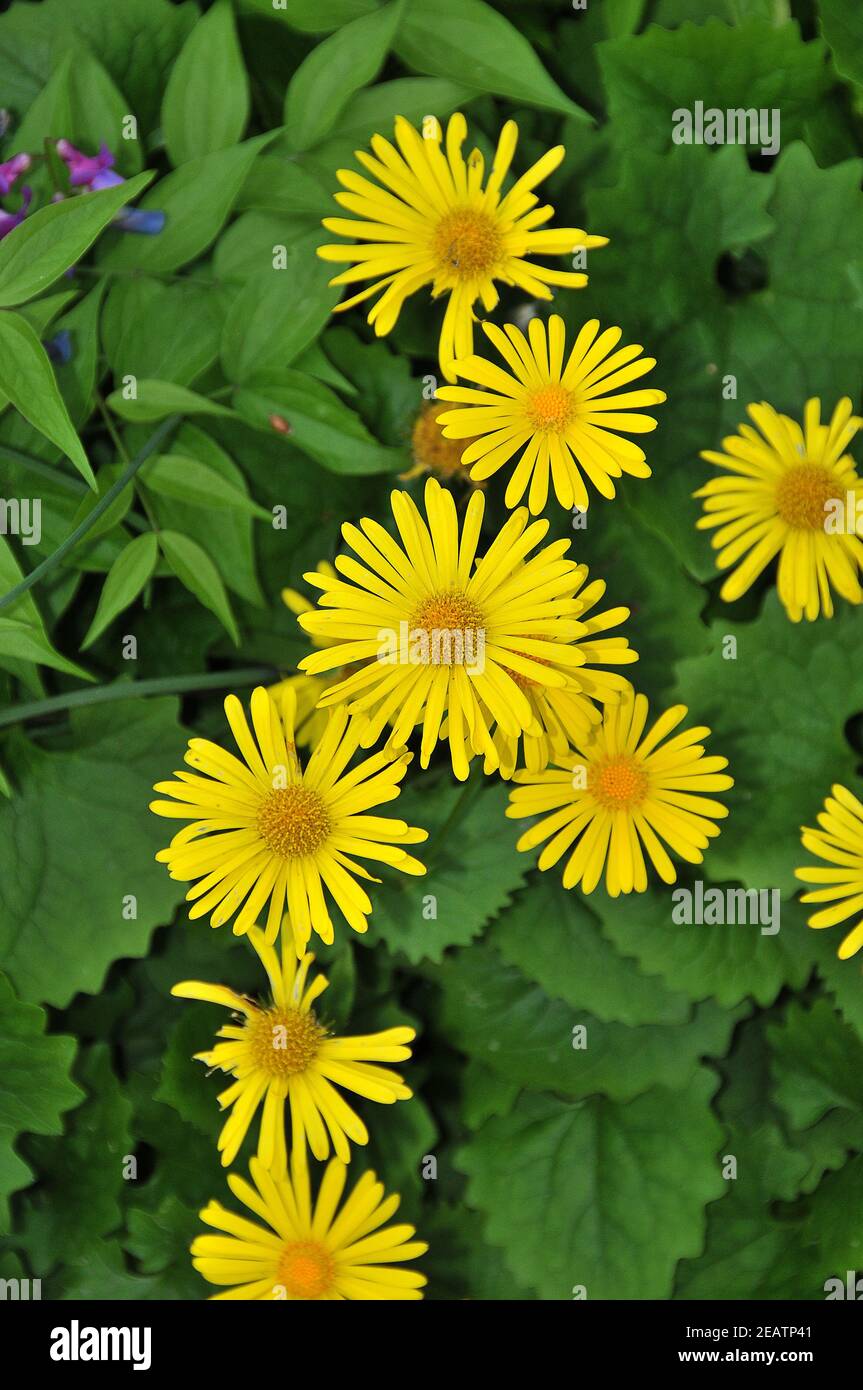 Gelbes Gänseblümchen Stockfoto