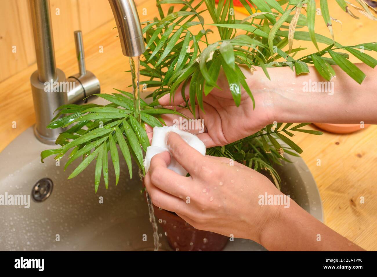 Ein Mädchen wäscht die Blätter einer Zimmerpflanze unter Laufen Wasser aus dem Wasserhahn im Waschbecken Stockfoto