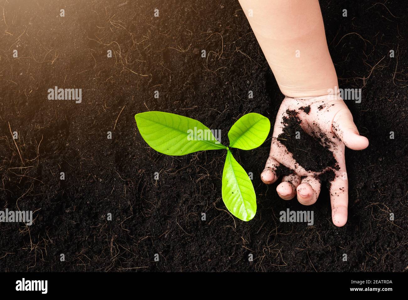 Kleiner Sämling junger Baum in schwarzem Boden auf Kinderhände Stockfoto