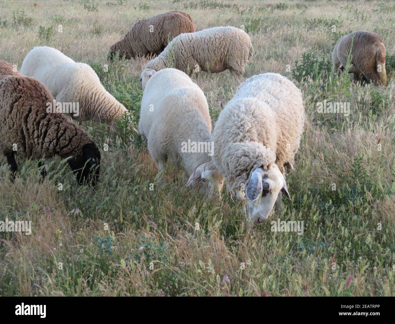 Schafe Lämmer Wolle Tier Milch natürliches Fleisch Lebensmittel Bauernhof Stockfoto