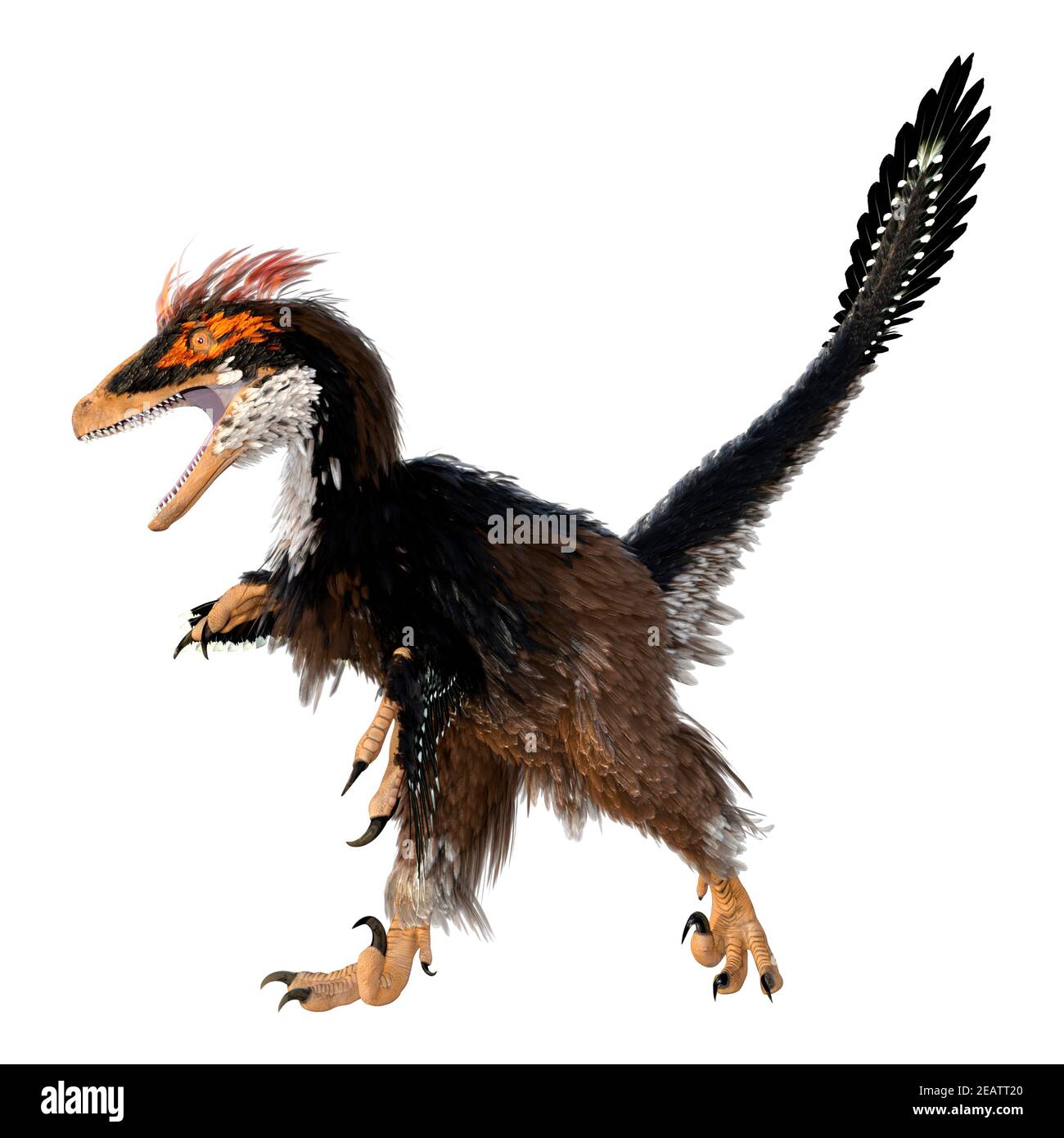 3D Rendering Dinosaur Deinonychus auf Weiß Stockfoto