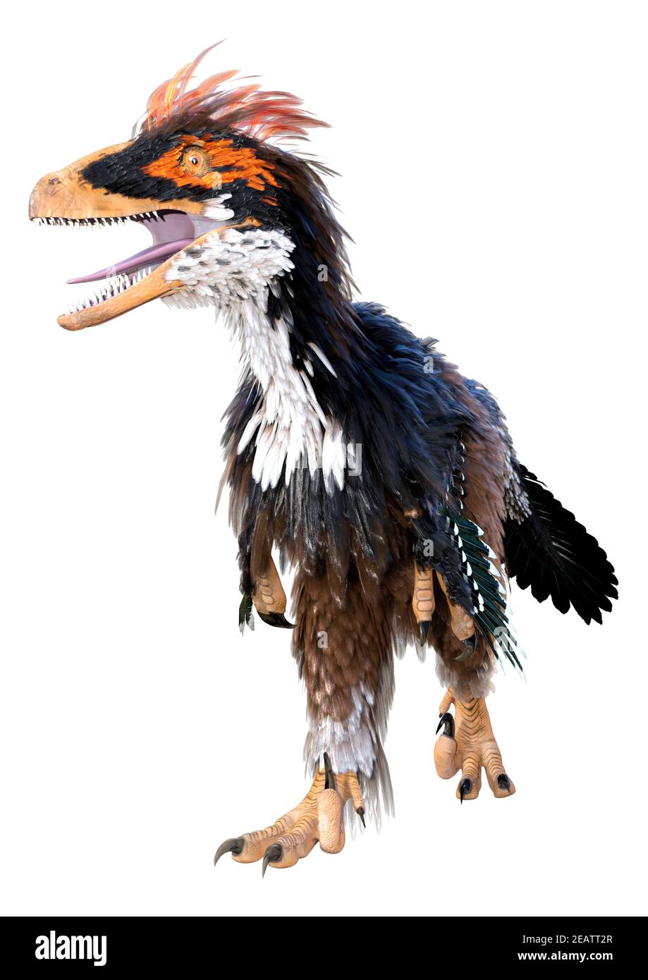 3D Rendering Dinosaur Deinonychus auf Weiß Stockfoto