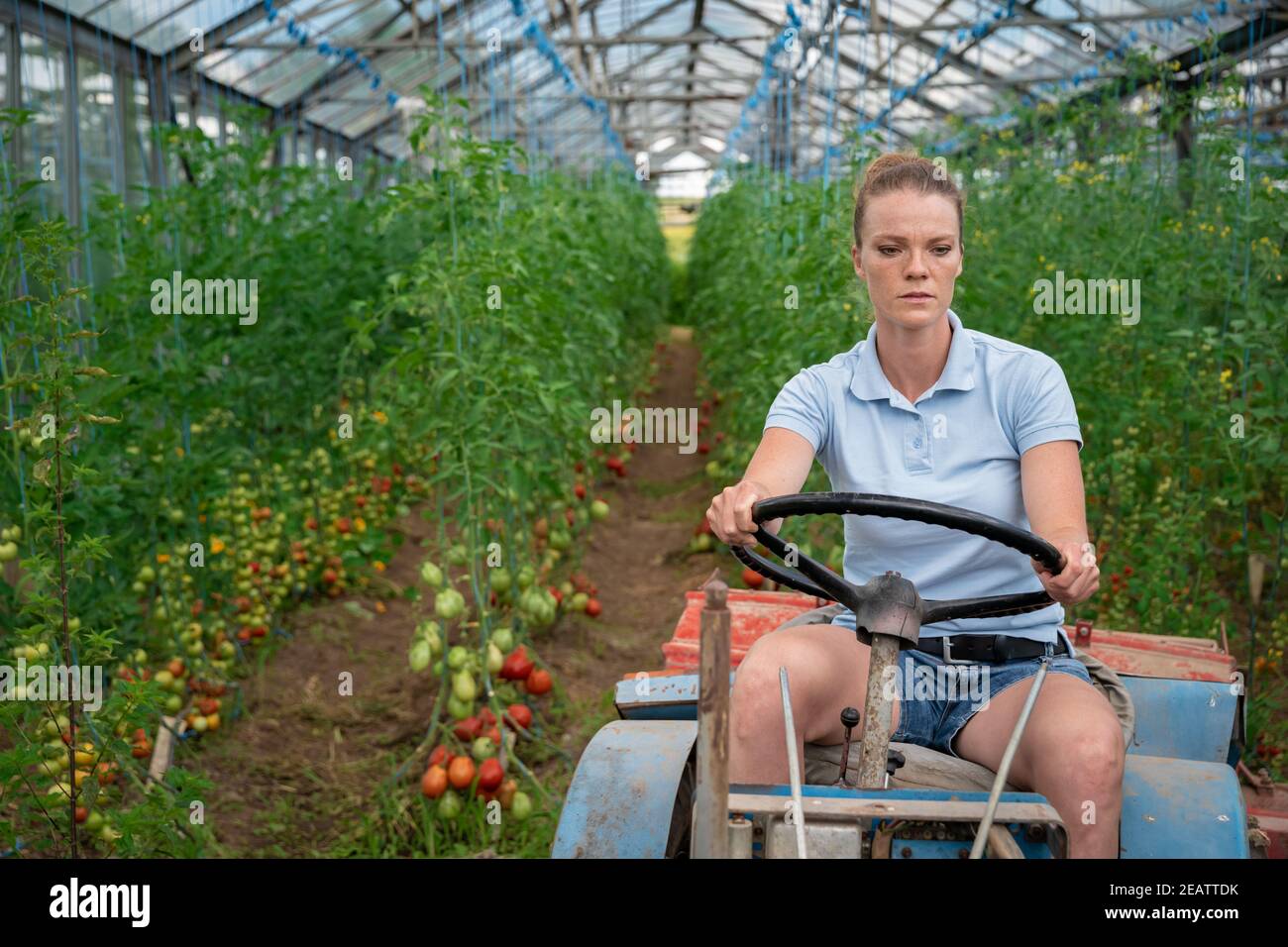Müde während der Arbeit in einem Gewächshaus auf einem Traktor Stockfoto