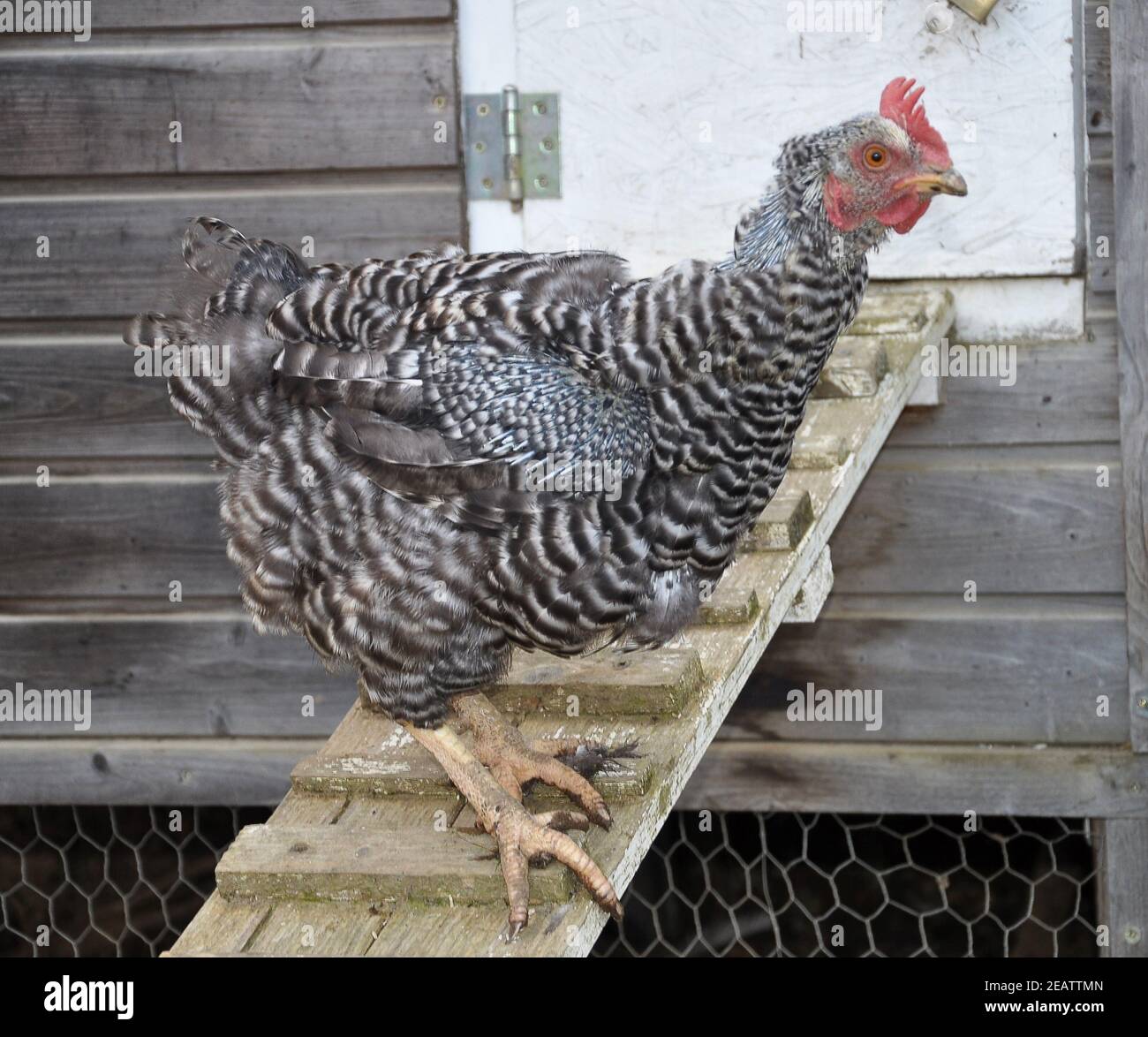 Die Häutung der Henne verliert ihre Federn vor dem Hühnerstall Stockfoto