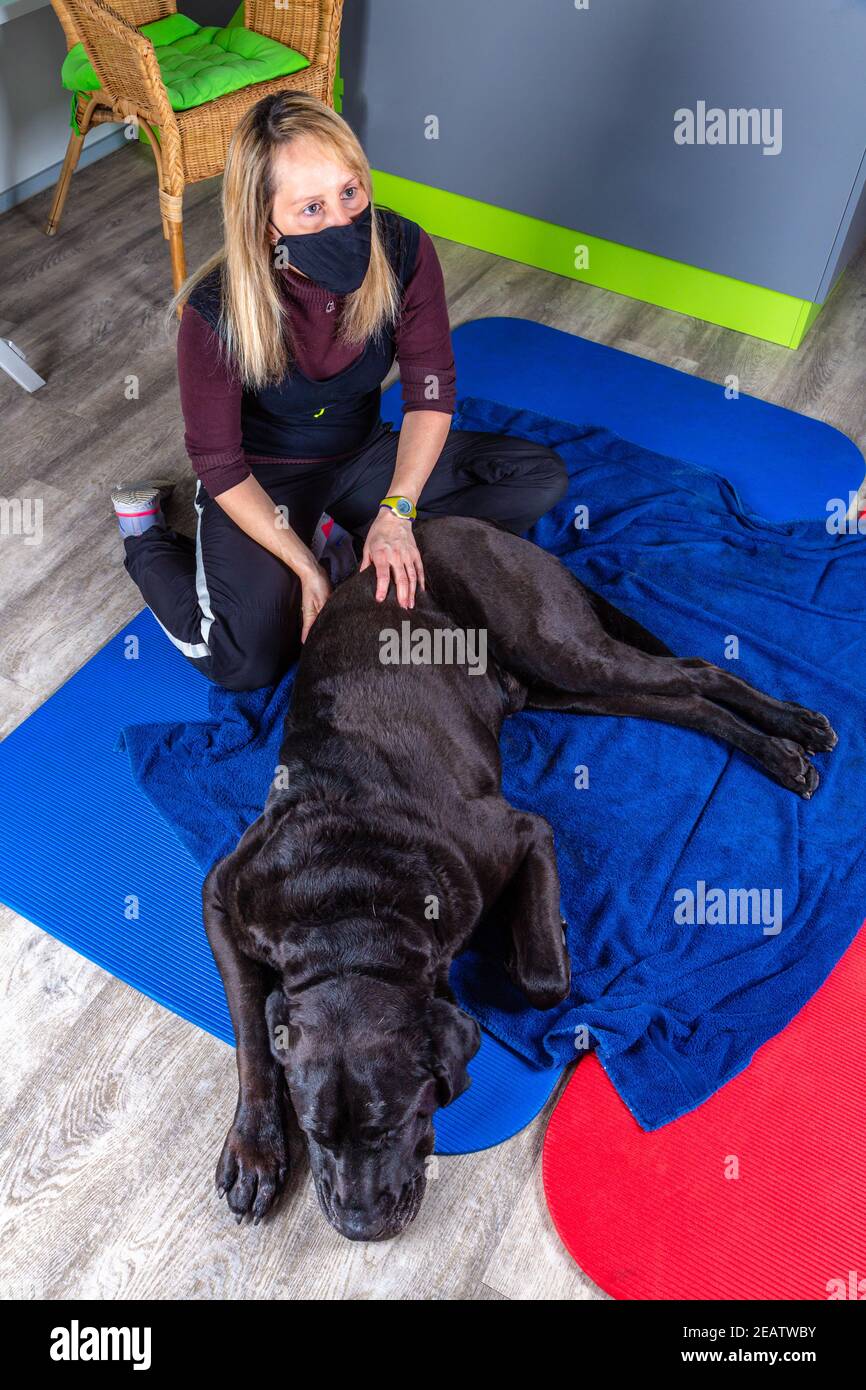 Frau gibt Massage für einen Hund Stockfoto