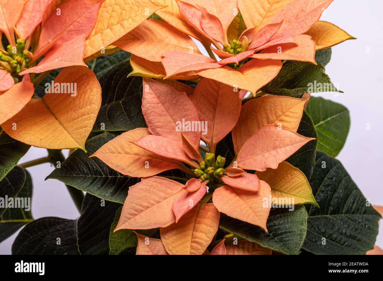 Die poinsettia orange blüht. Die Blume der Weihnachten Stockfoto