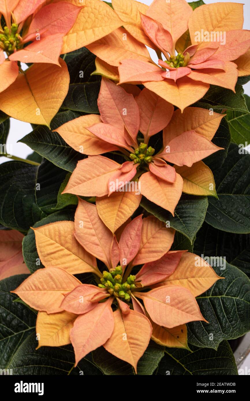 Die poinsettia orange blüht. Die Blume der Weihnachten Stockfoto