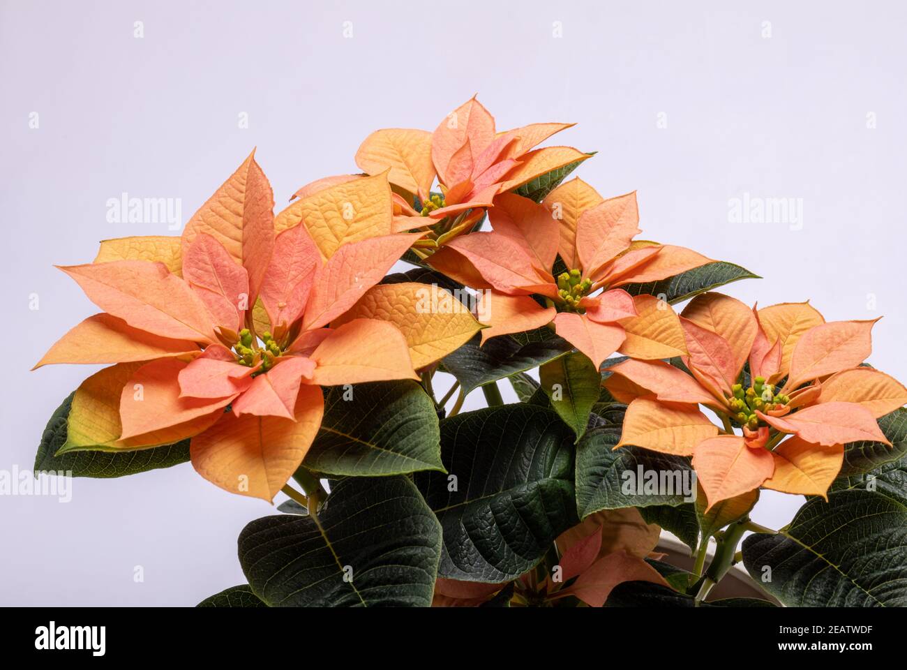Die poinsettia orange blüht. Die Blume der Weihnachten Stockfoto