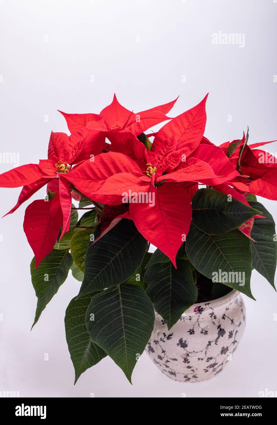 Die poinsettia roten Blüten. Die Blume der Weihnachten Stockfoto