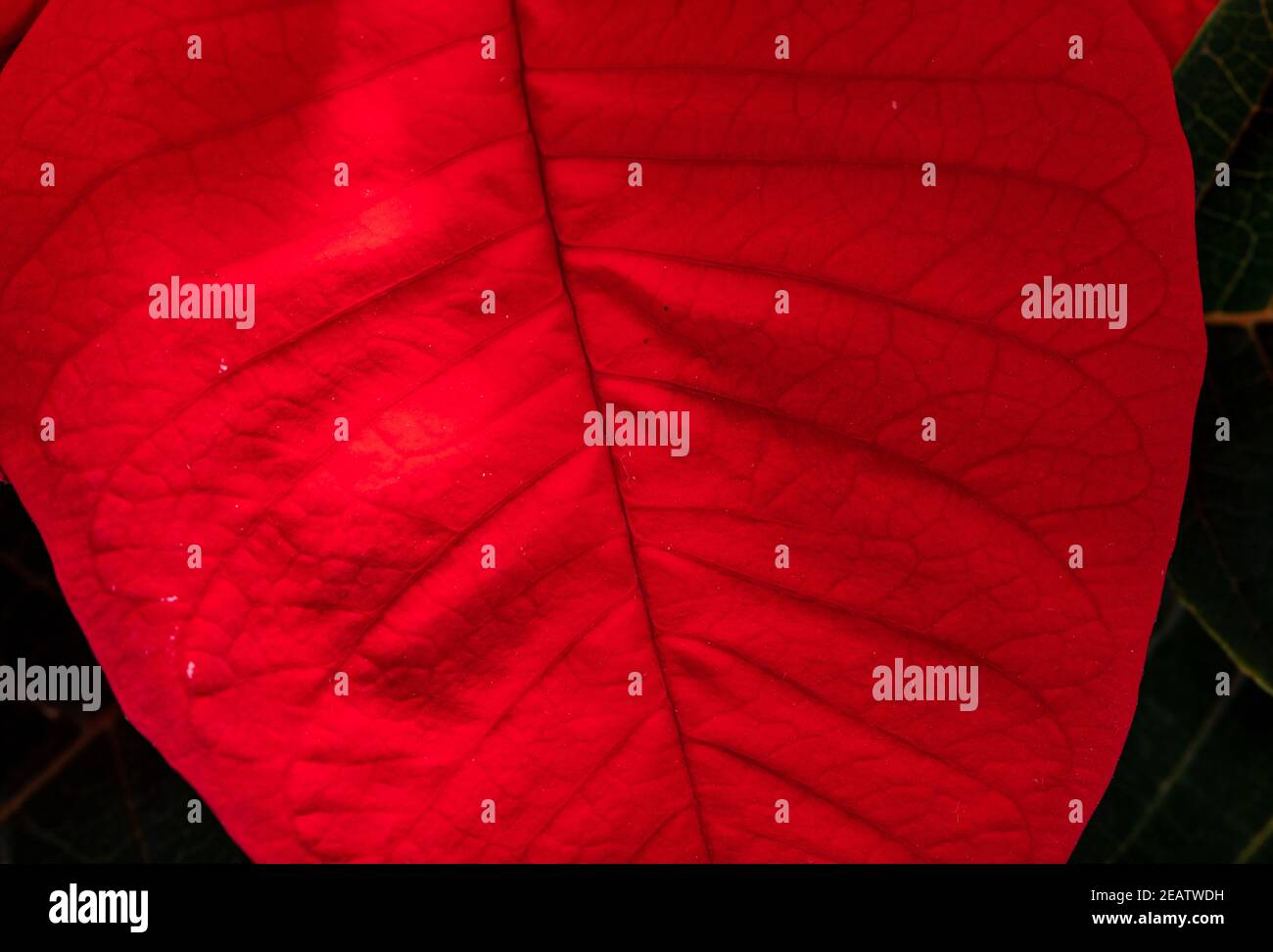 Die poinsettia roten Blüten. Die Blume der Weihnachten Stockfoto