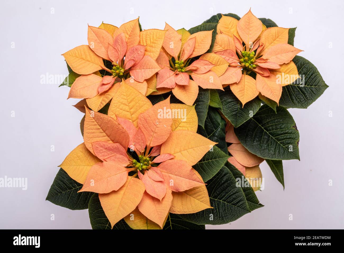 Die poinsettia orange blüht. Die Blume der Weihnachten Stockfoto