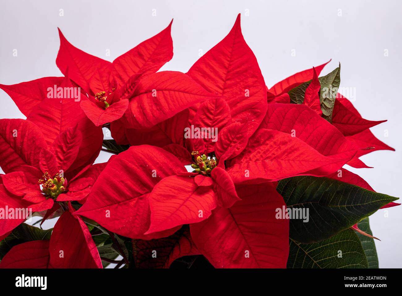 Die poinsettia roten Blüten. Die Blume der Weihnachten Stockfoto