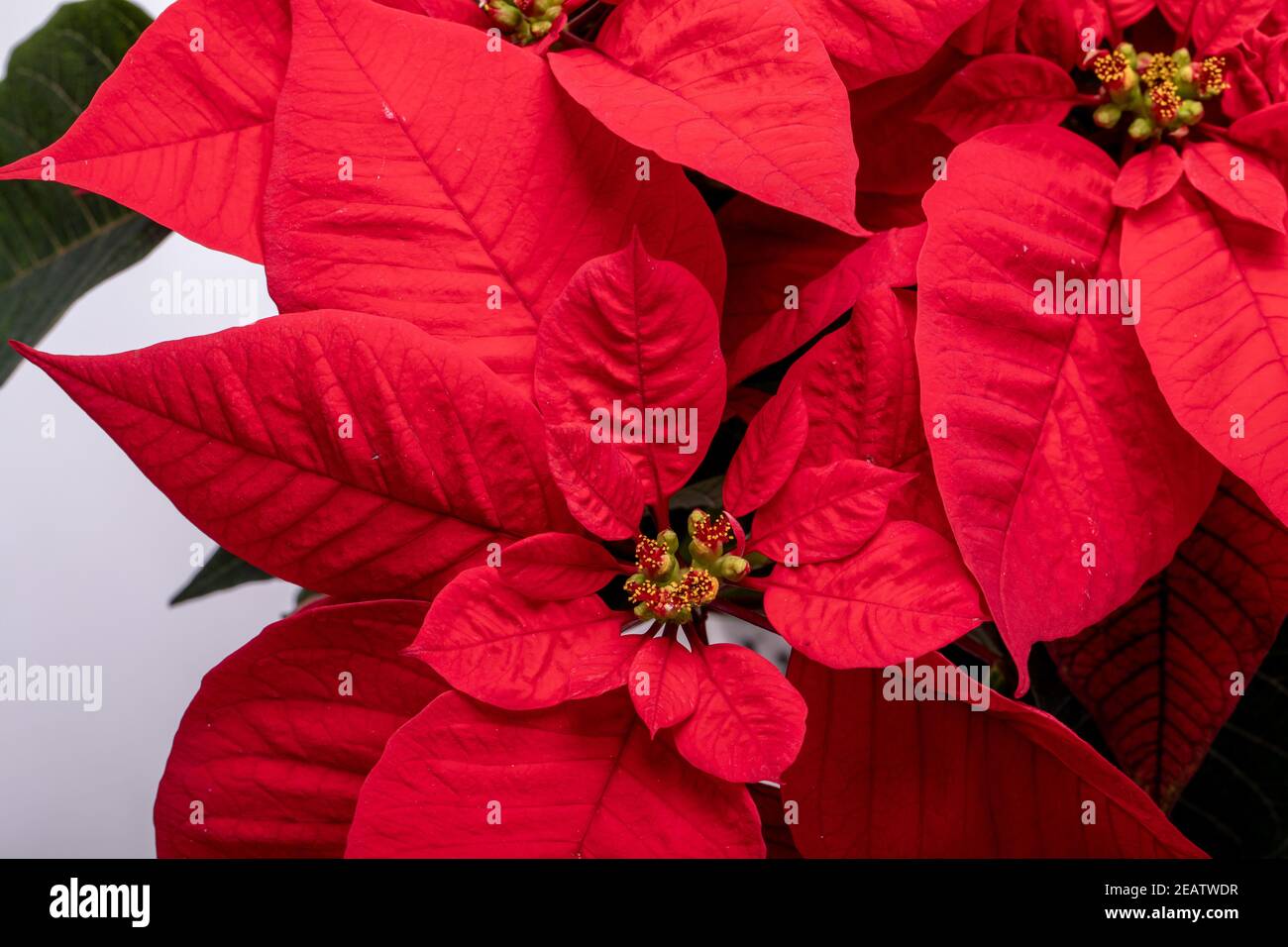 Die poinsettia roten Blüten. Die Blume der Weihnachten Stockfoto
