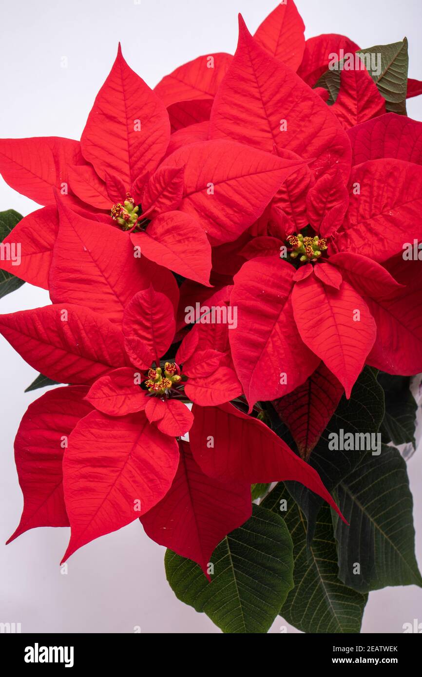 Die poinsettia roten Blüten. Die Blume der Weihnachten Stockfoto
