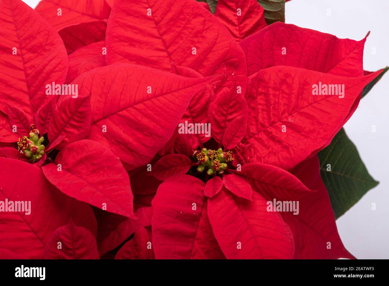 Die poinsettia roten Blüten. Die Blume der Weihnachten Stockfoto