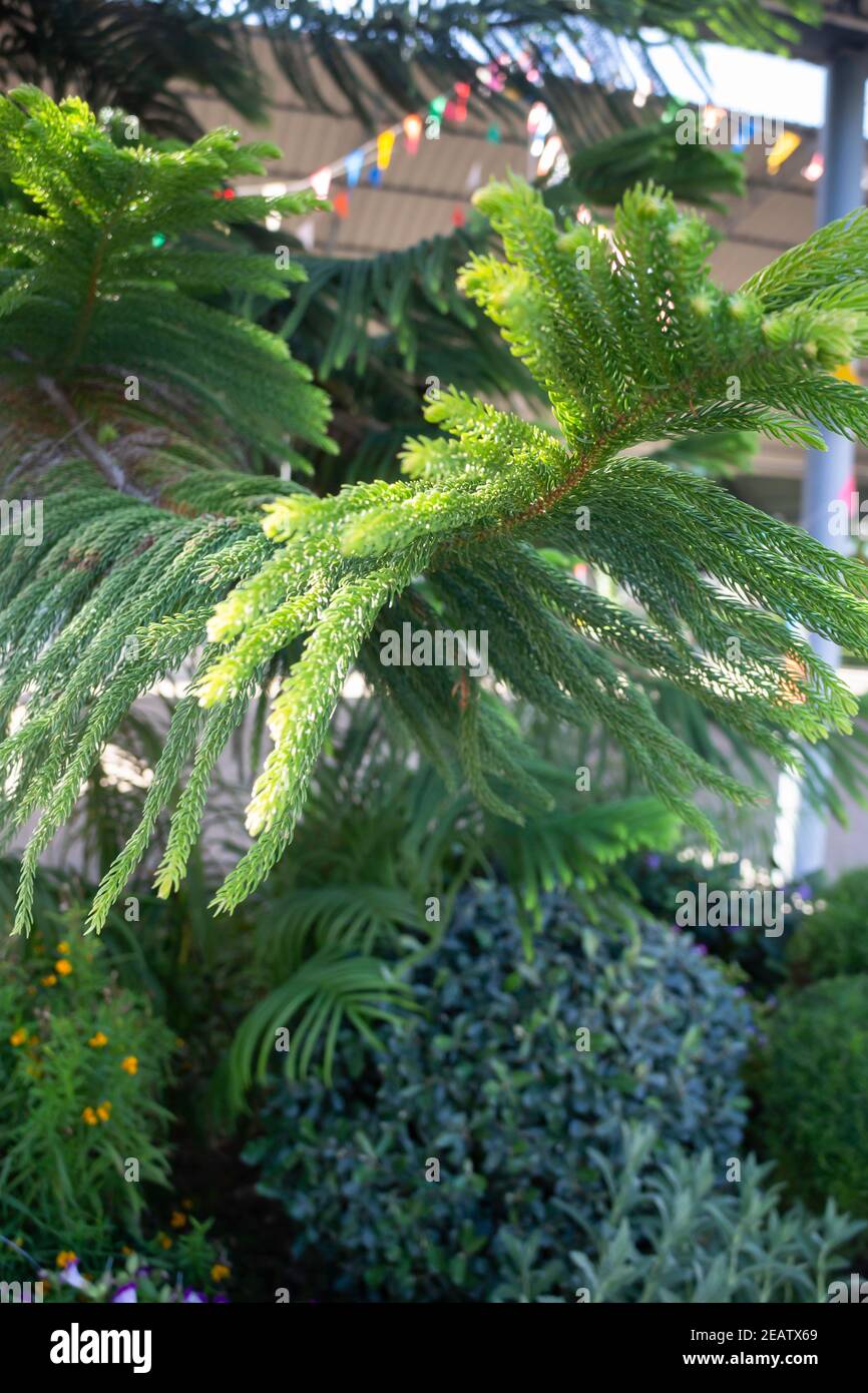 Frohe weihnachten immergrünen Baum Hintergrund Stockfoto