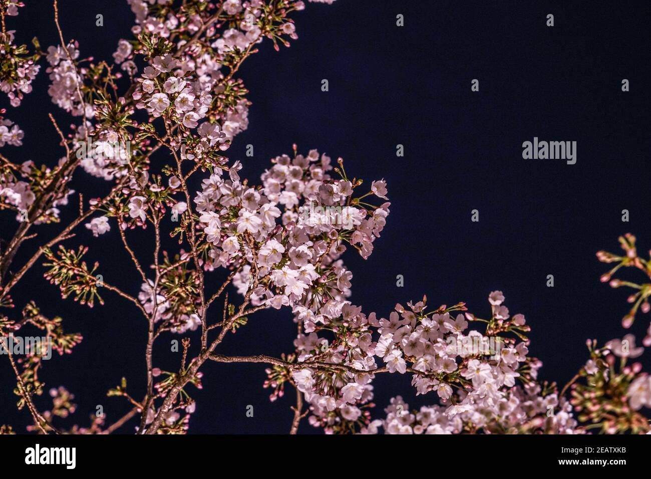 Roppongi 1-chome von Sakura Stockfoto