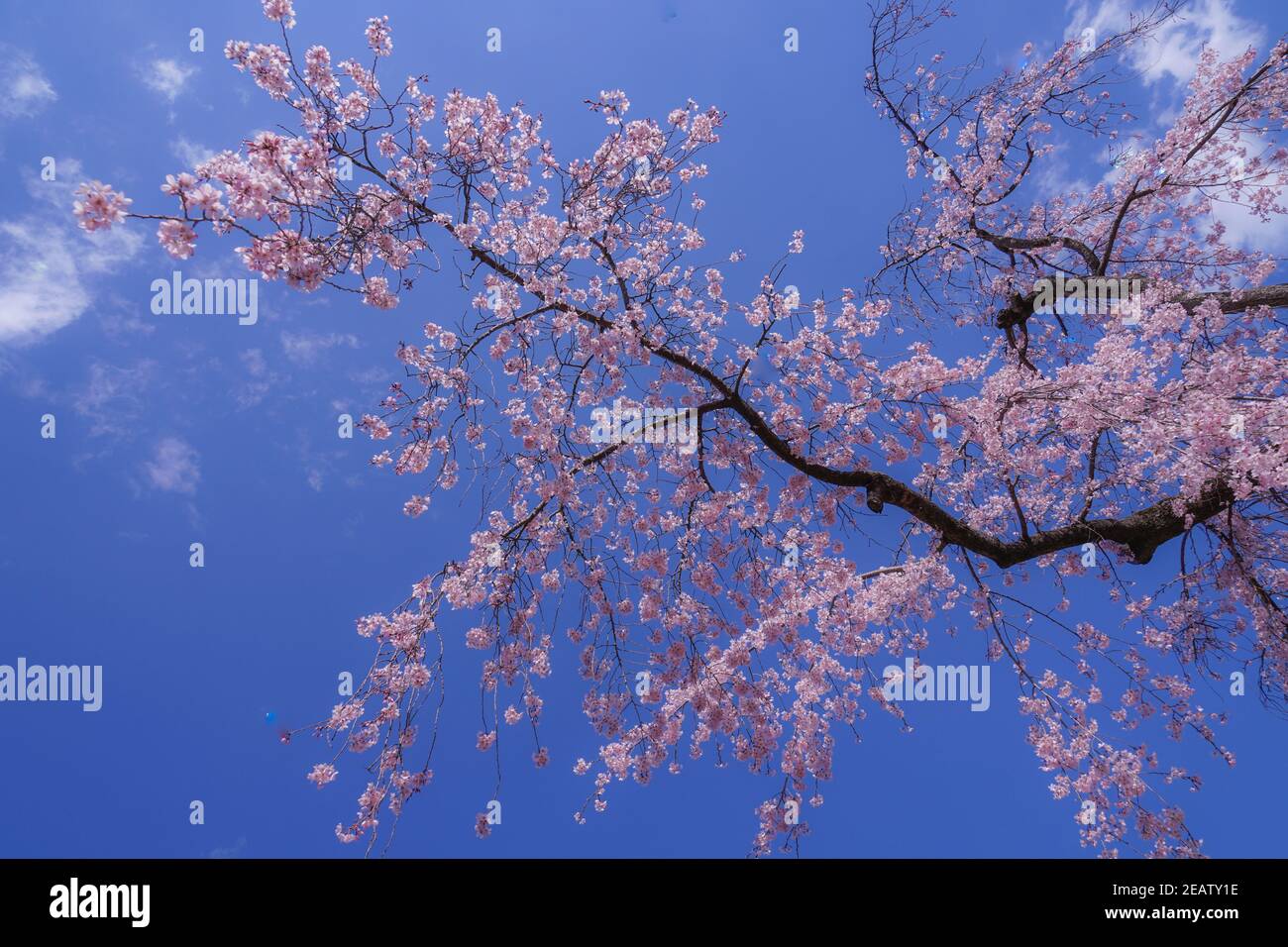 Koishikawa Korakuen weinende Kirschbaum von Stockfoto