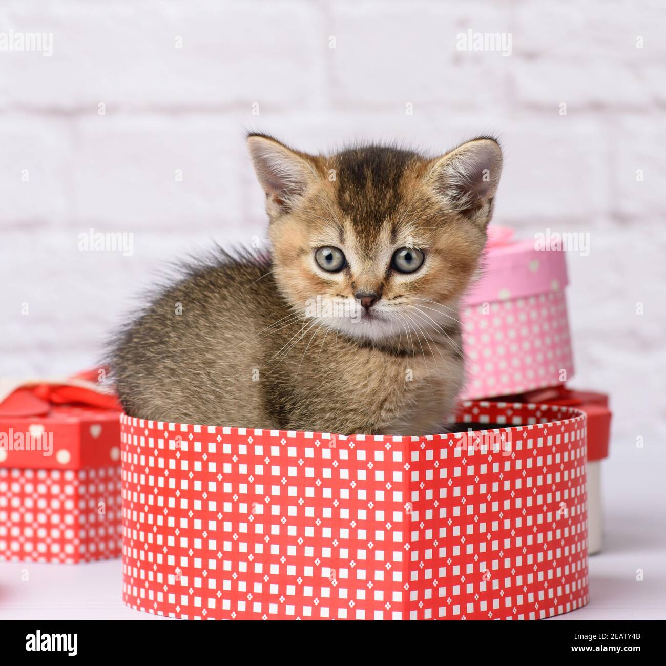 Cute Kätzchen Scottish golden Chinchilla gerade Rasse sitzt auf einem Weißer Hintergrund und Schachteln mit Geschenken Stockfoto