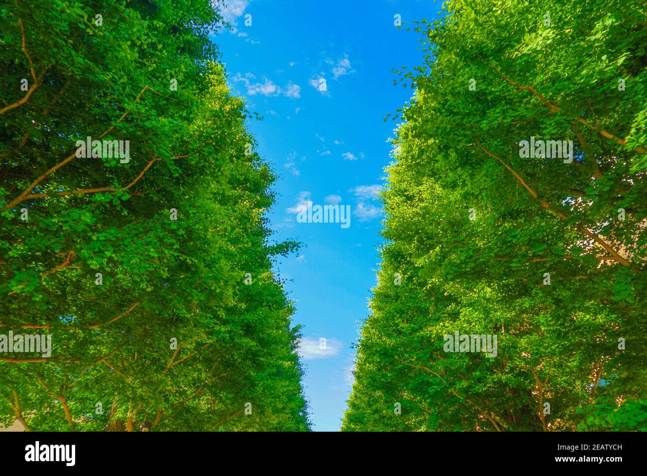 Ginkgo von Bäumen gesäumte Straßen von frischem Grün (Akishima) Stockfoto