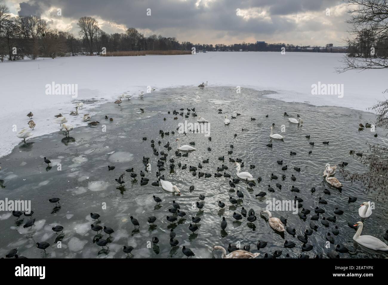 Winter, Waschervögel an einem Wasserloch im Eis auf der Havel, Insel Eiswerder, Haselhorst, Spandau, Berlin, Deutschland Stockfoto
