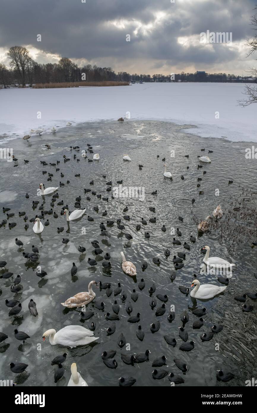 Winter, Waschervögel an einem Wasserloch im Eis auf der Havel, Insel Eiswerder, Haselhorst, Spandau, Berlin, Deutschland Stockfoto