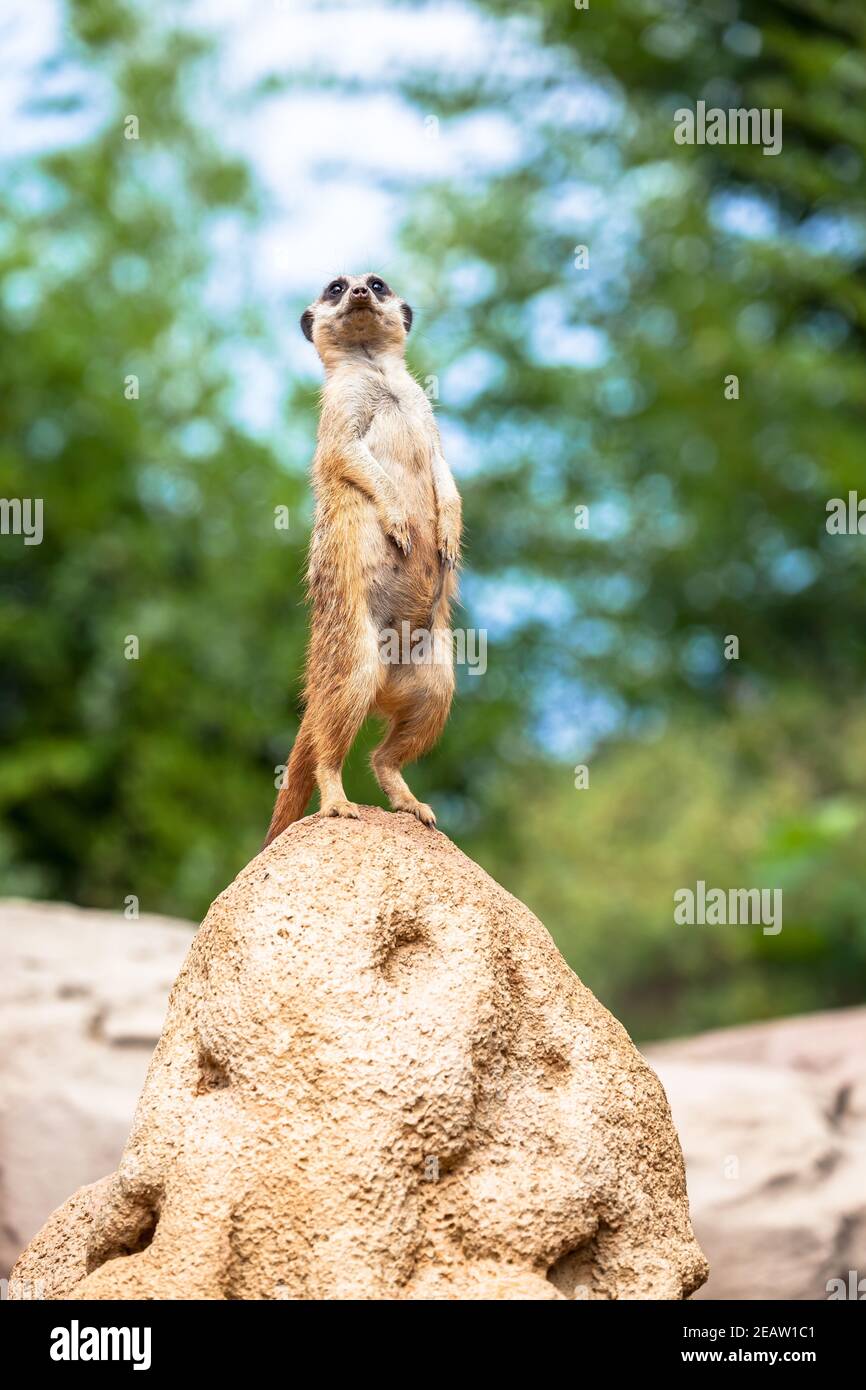 Erdmännchen Überwachung und Wachsamkeit. Kontrolle des Territoriums, Alarm und Schutz der Gruppe. Stockfoto
