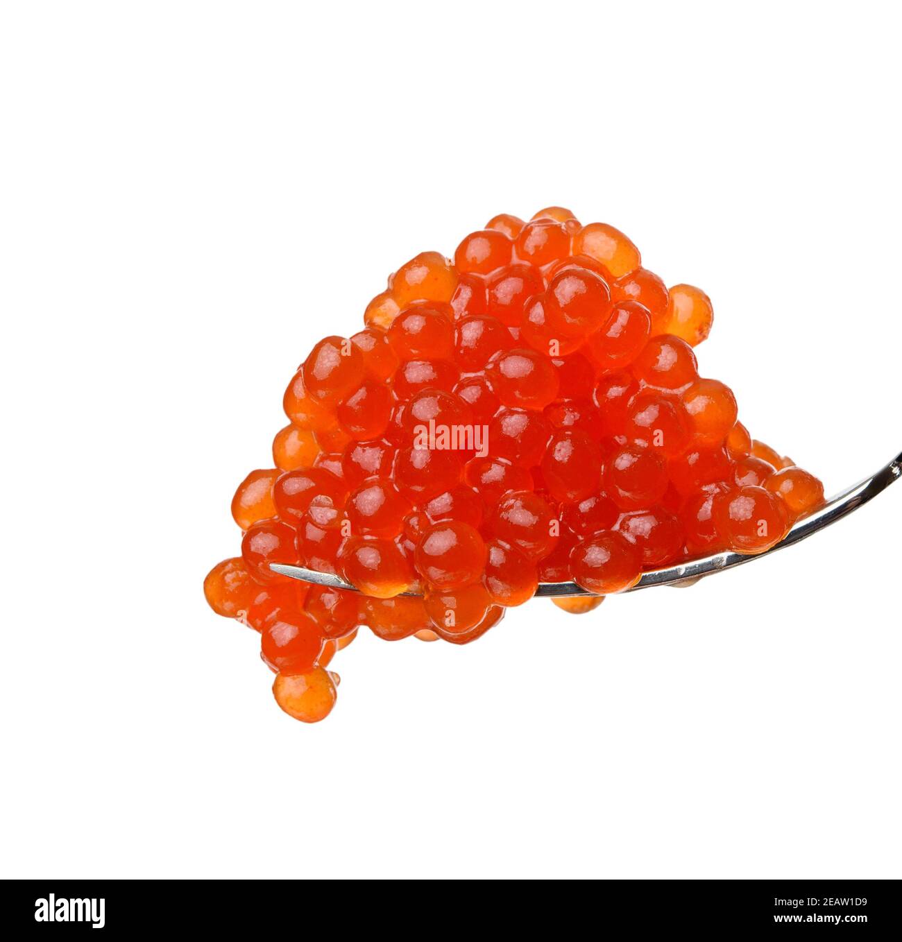 Frisch gemaserter roter Chum Lachskaviar in Metallic-Gabel, weißer Hintergrund Stockfoto