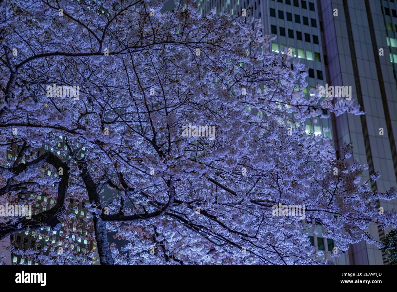 Wolkenkratzer von Shinjuku und write-up Kirsche Stockfoto